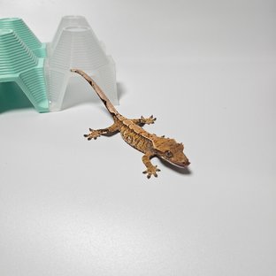 트라이 익스트림할리퀸