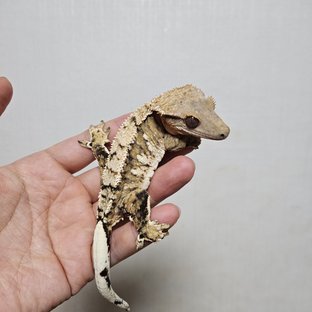 트라이 익스트림할리퀸 텐저린 화이트