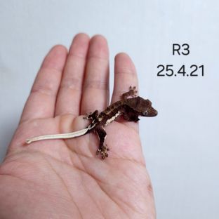 R3