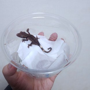 차콜