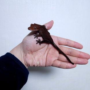 블라디