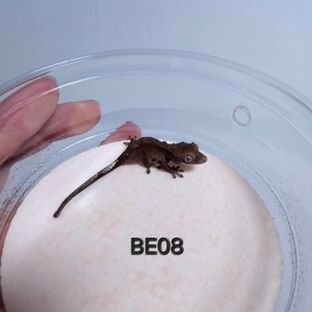 BE08