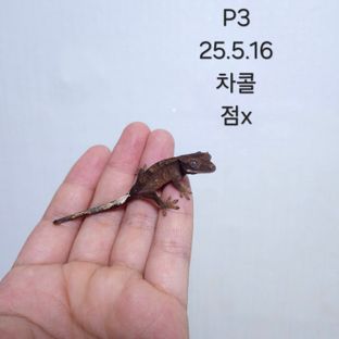 다크 팬텀 챠콜