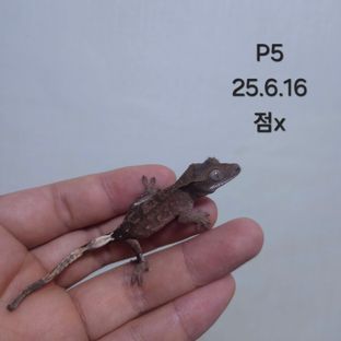 다크 팬텀 블랙 챠콜