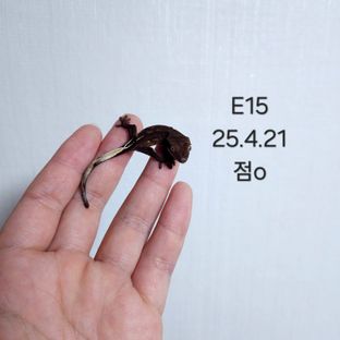 E15