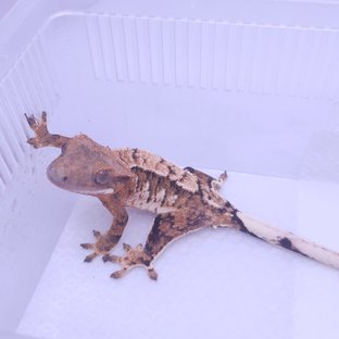 트라이 익스트림할리퀸 텐저린 화이트