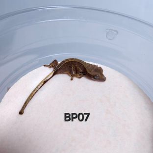 BP07
