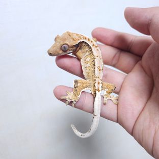 노멀 트라이 익스트림할리퀸 화이트스팟
