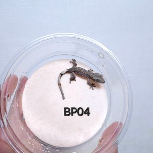 BP04