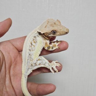 릴리화이트 트라이