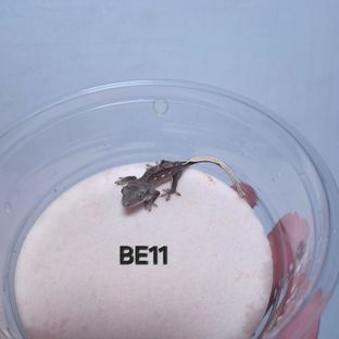 BE11