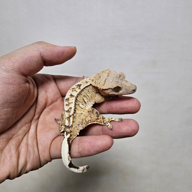 노멀 크림시클 크림 화이트