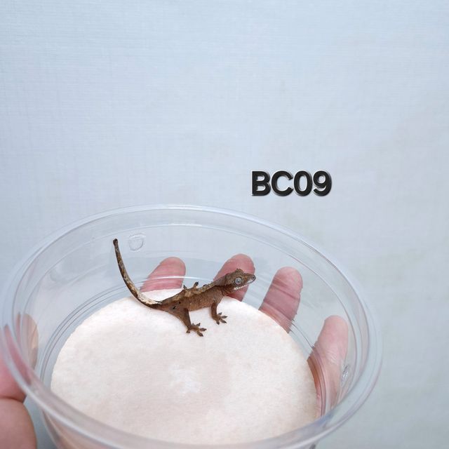 다크 챠콜 벅스킨