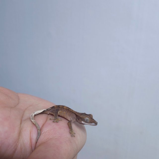 다크 레드 팬텀 벅스킨