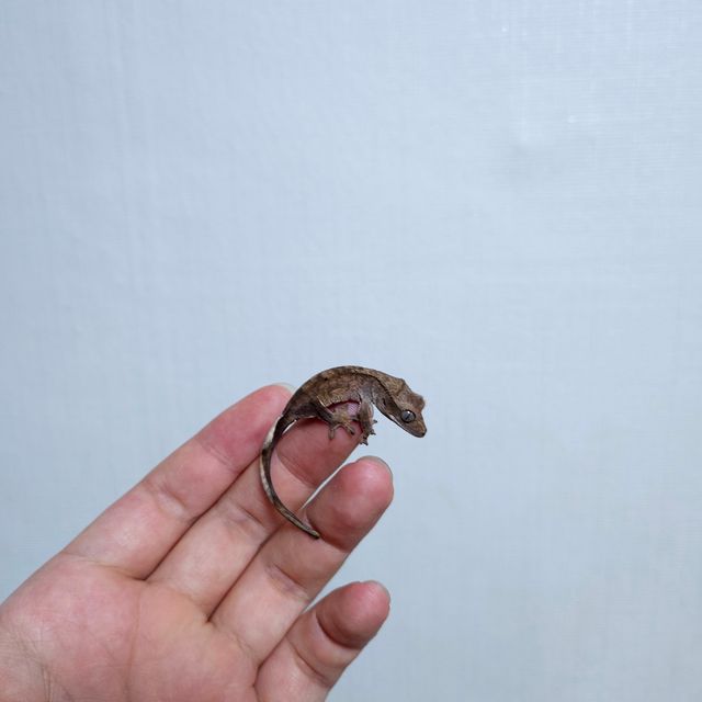 다크 팬텀 벅스킨 챠콜