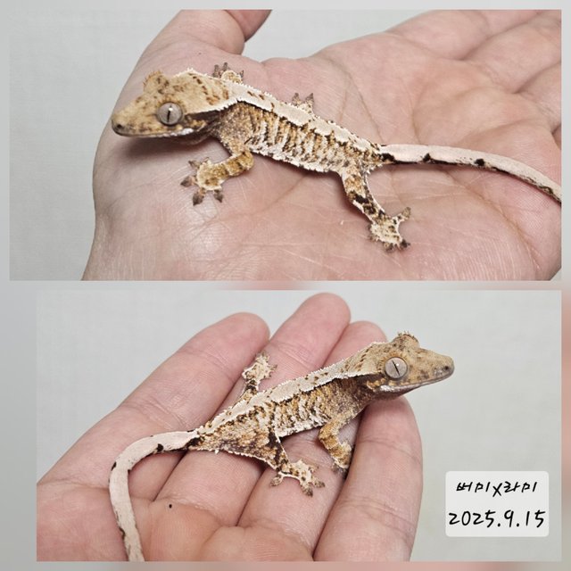 노멀 트라이 익스트림할리퀸 화이트