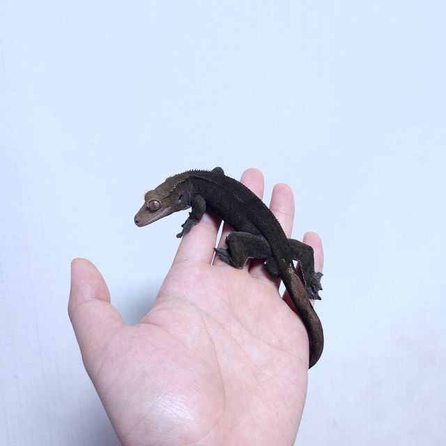챠콜 팬텀 다크 패턴리스