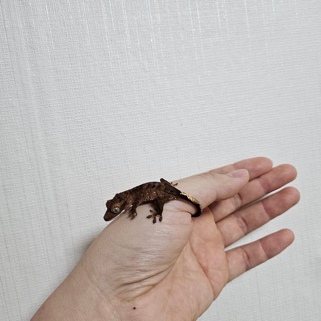 팬텀 다크 챠콜