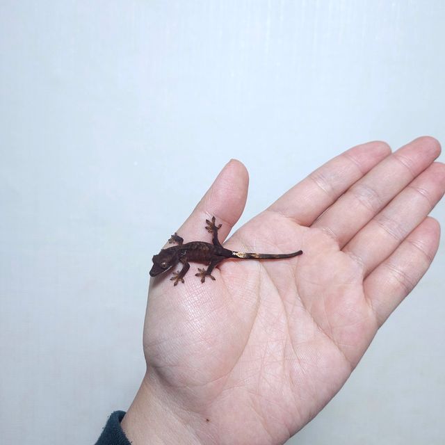 팬텀 다크 챠콜