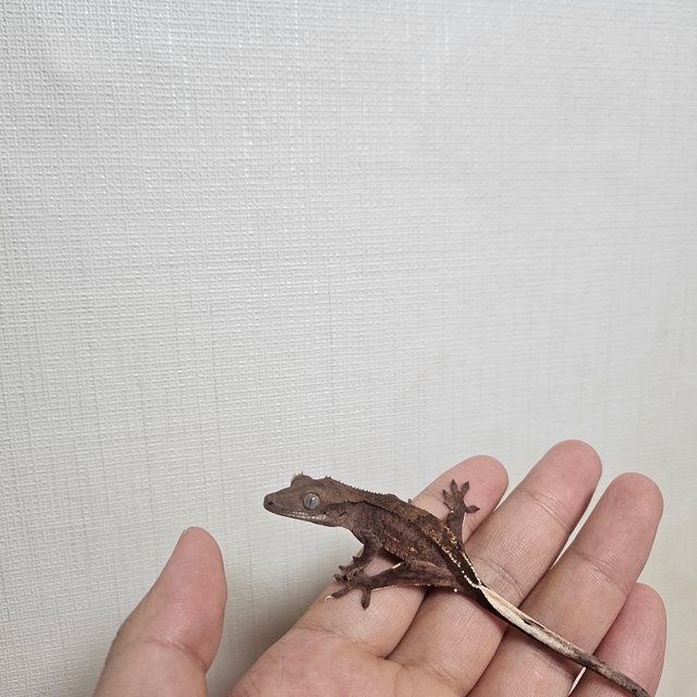 다크 레드 벅스킨 팬텀