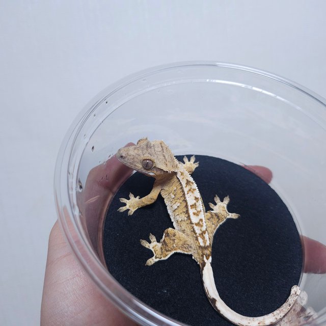 노멀 크림시클 크림 화이트