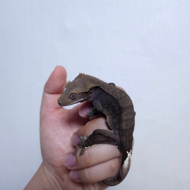 챠콜