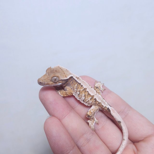 트라이 익스트림할리퀸 텐저린 화이트