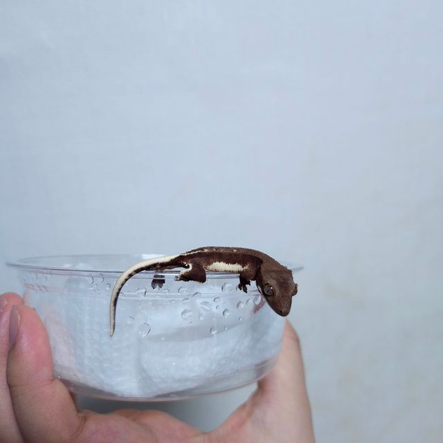팬텀 릴리화이트
