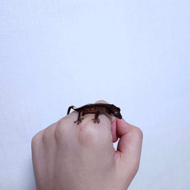 챠콜