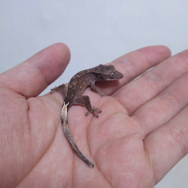 다크 팬텀 챠콜