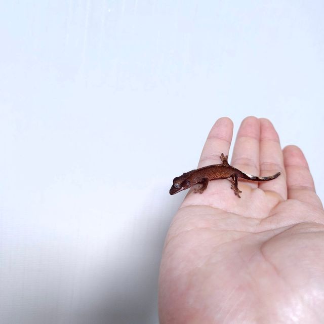 다크 챠콜