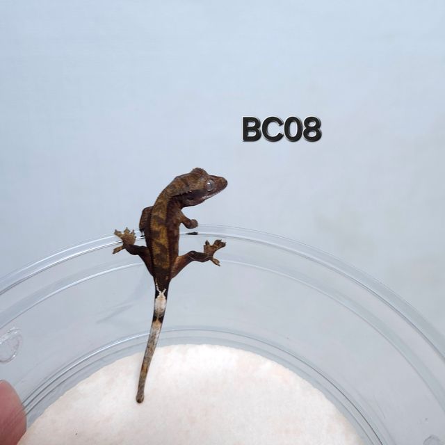 다크 챠콜 벅스킨