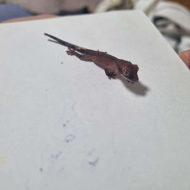 다크 벅스킨 챠콜