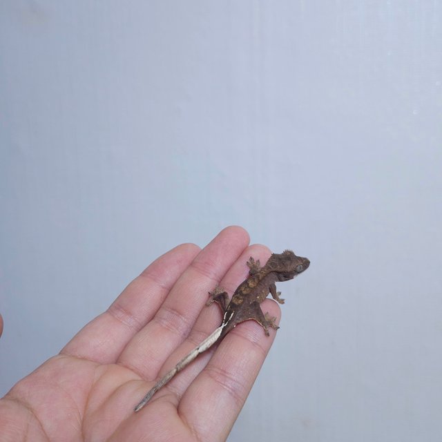 다크 레드 팬텀 벅스킨