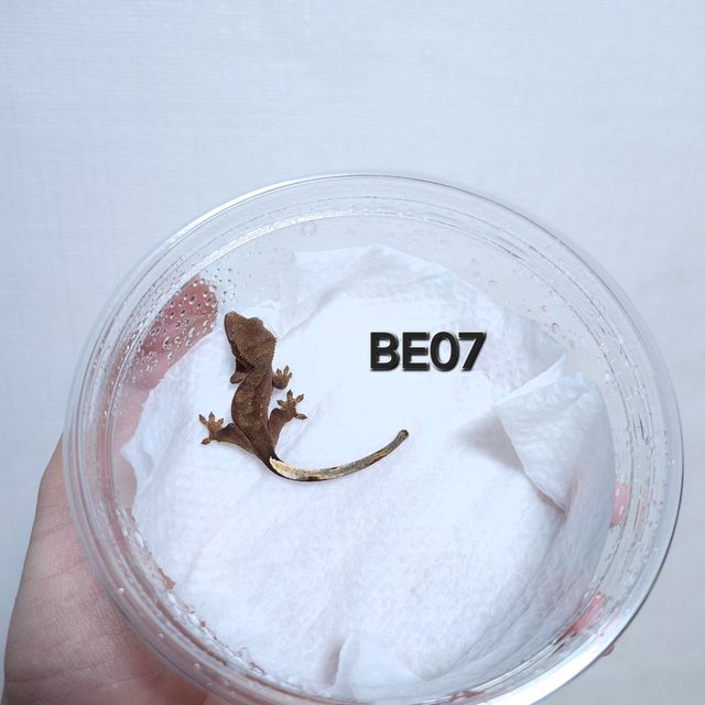 다크 챠콜 벅스킨
