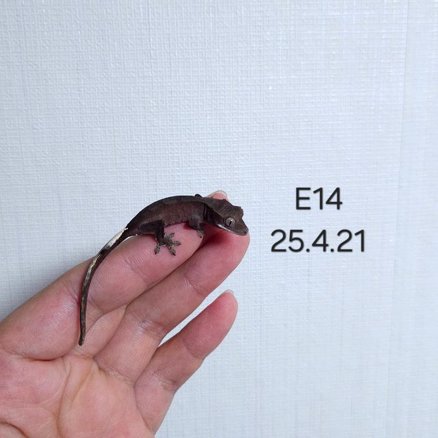 다크 팬텀 챠콜 카푸치노