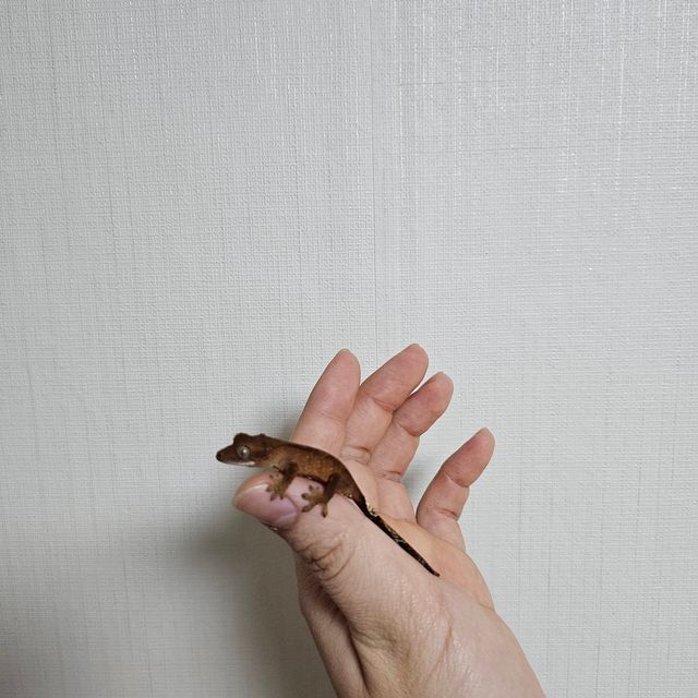 팬텀 다크 챠콜