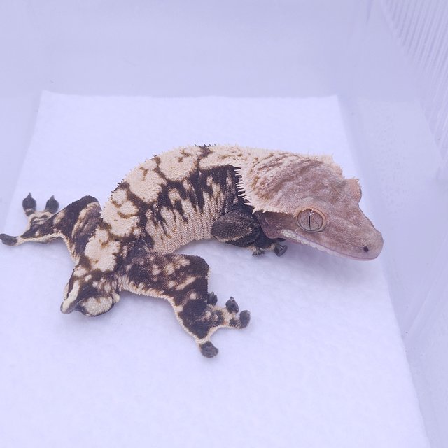 노멀 익스트림할리퀸 트라이