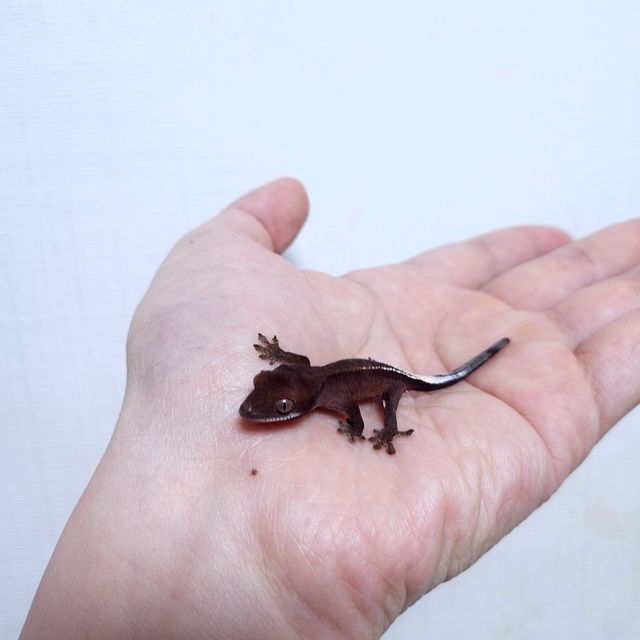 카푸치노 패턴리스 챠콜