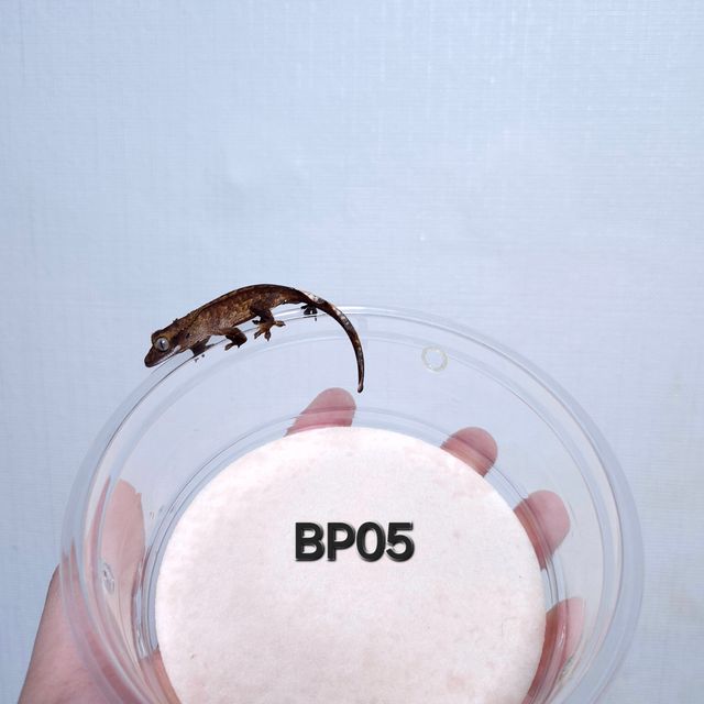 챠콜