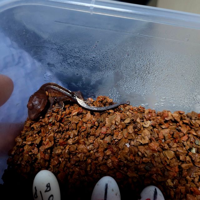 챠콜 카푸치노 패턴리스