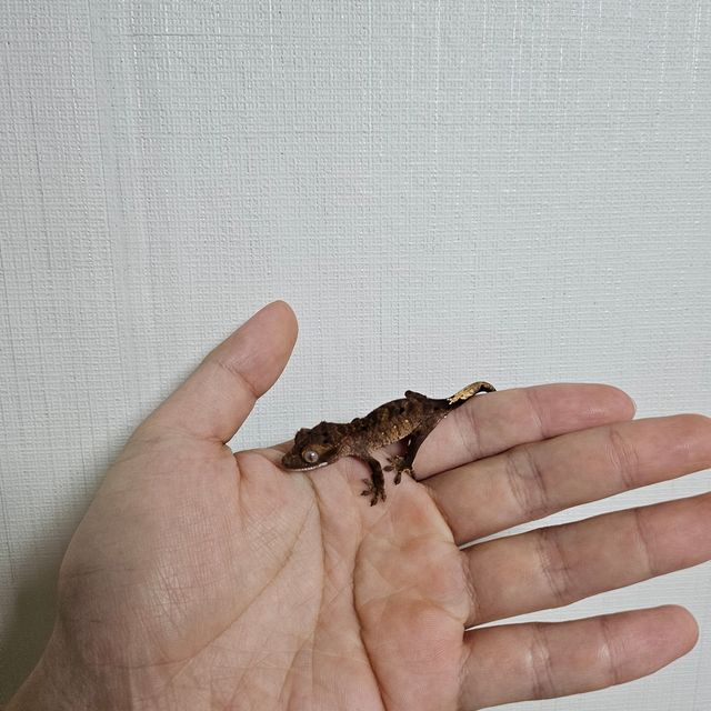 팬텀 다크 챠콜