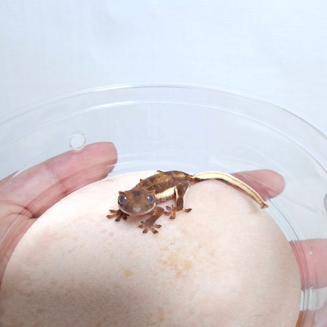 레드 팬텀 릴리화이트