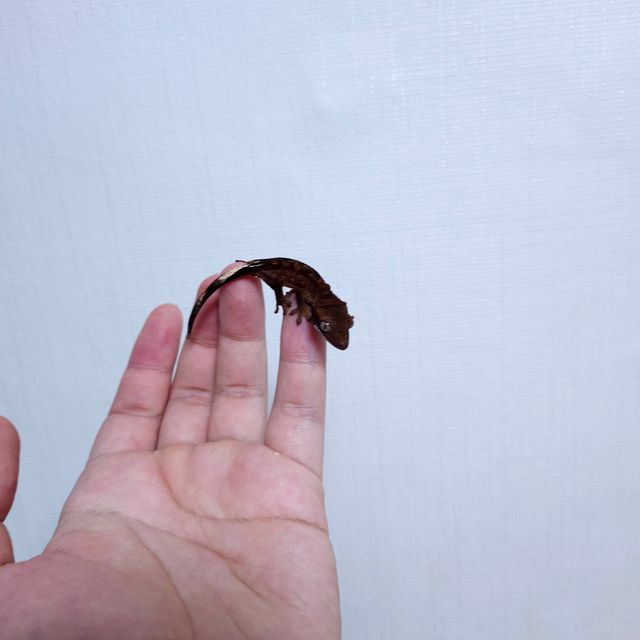 벅스킨 팬텀 챠콜 다크