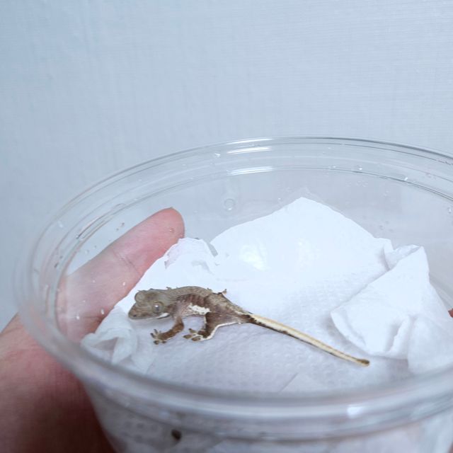 릴리화이트 팬텀 챠콜