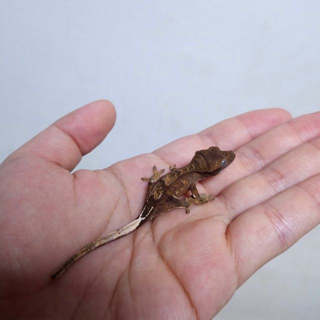 다크 챠콜
