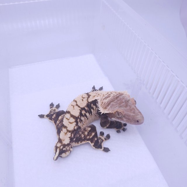 노멀 익스트림할리퀸 트라이