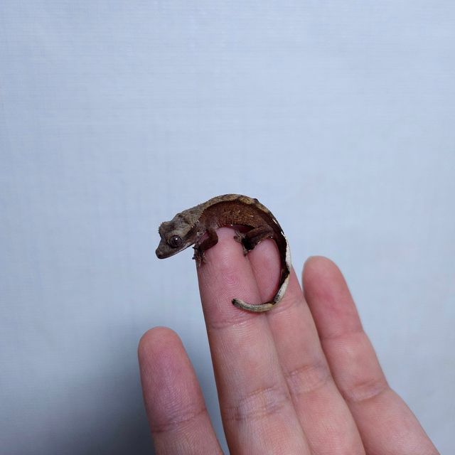 다크 팬텀 벅스킨 챠콜