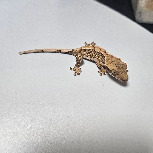 트라이 익스트림할리퀸