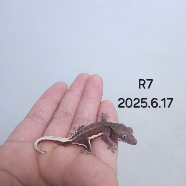 레드 팬텀 릴리화이트